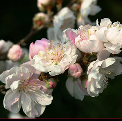 һƽ뵥  EOS 300D
