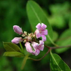 ޲顿--޲빦Ч