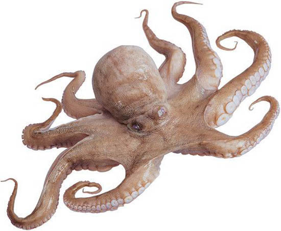 㡿ĹЧúʳ÷