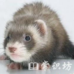 <b>ʮЯĳ,Я</b>