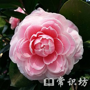 軨Ů
