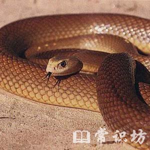 ʮ