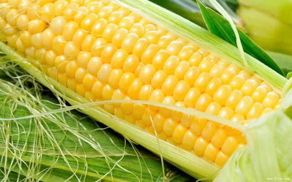 ׵ĺô뽡Է