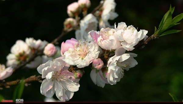 һƽ뵥  EOS 300D