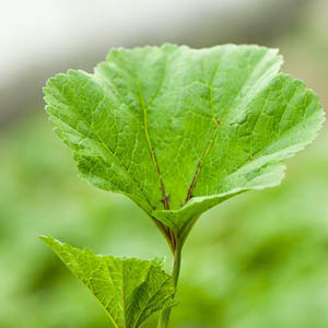  ˡ
