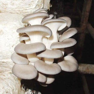 β