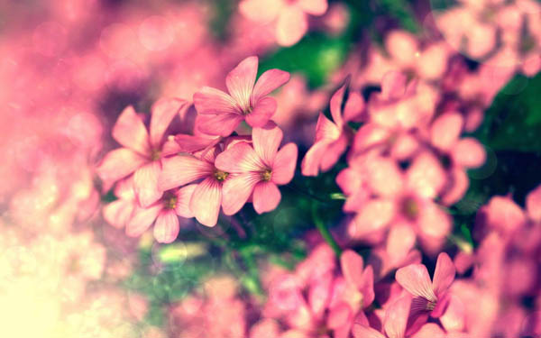 ЧֱѨλĦ