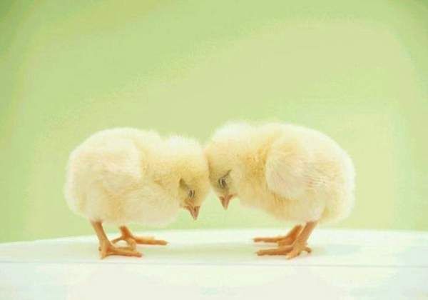 ӾܲĸЧ