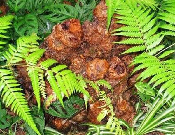 【狗脊】--狗脊药用价值及食用方法