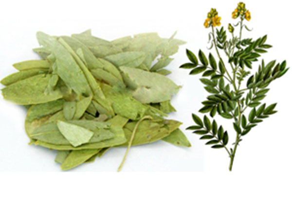 【番泻叶】--番泻叶作用功效及食用方法