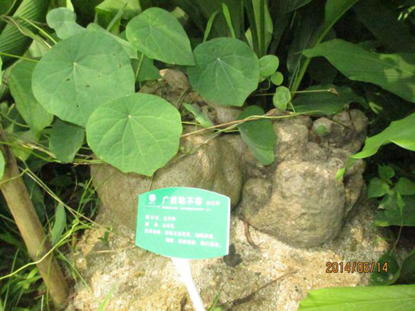 【地不容】--地不容作用功效及食用方法