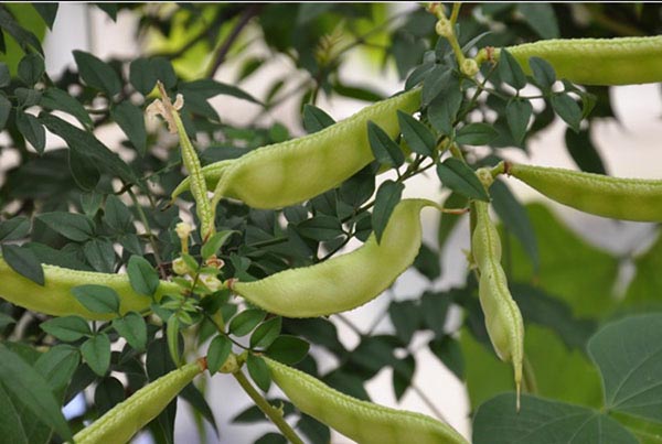 【白扁豆】==白扁豆作用功效及食用方法