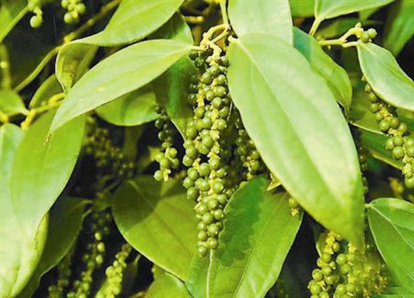 【胡椒】--胡椒作用功效及食用方法
