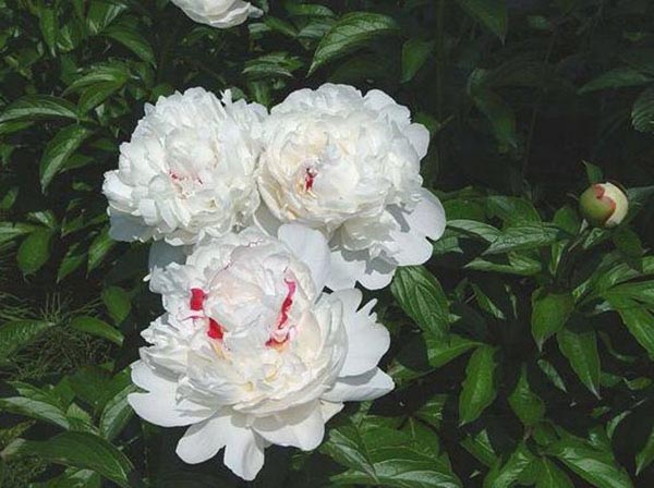 【白芍】--白芍作用好像及食用方法
