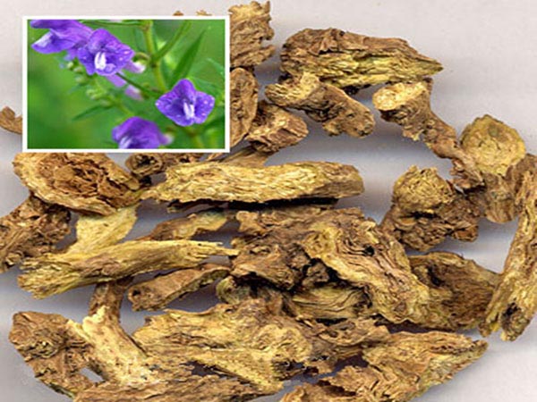 【黄芩】--黄芩作用功效及食用方法
