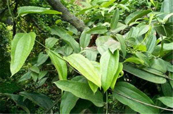 【土茯苓】--土茯苓作用功效及食用方法