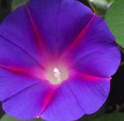 ׳-׳ĹЧúʳ÷