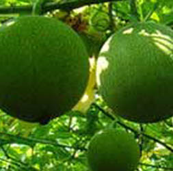 䡿-ĹЧúʳ÷