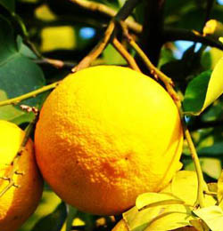 ڡڵĹЧúʳ÷