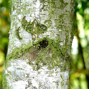 <b>ȫʮľа</b>