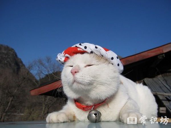 十大猫粮品牌,猫粮品牌排行榜