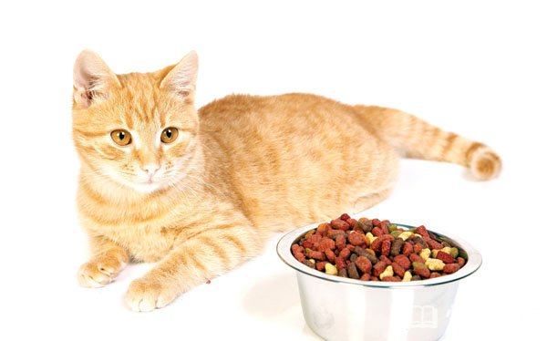 十大猫粮品牌,猫粮品牌排行榜
