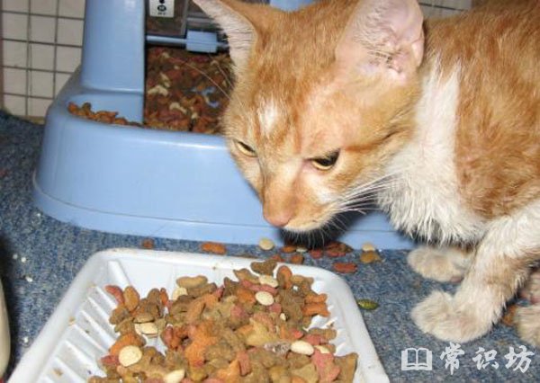 十大猫粮品牌,猫粮品牌排行榜