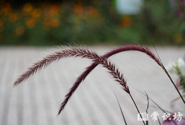 ռǡ