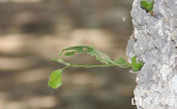 ո