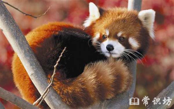 小熊猫是什么?