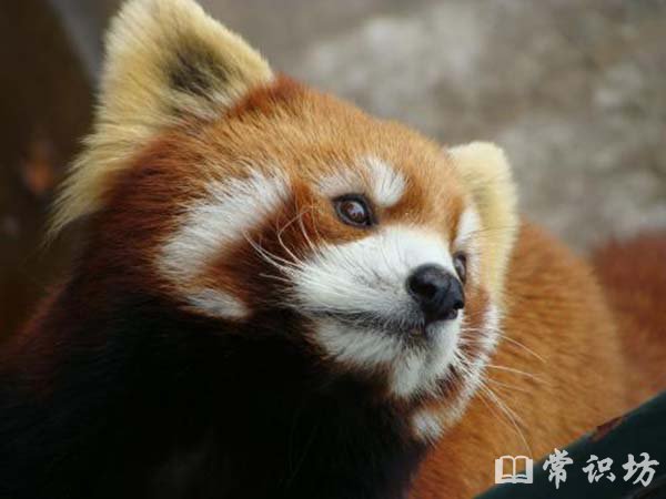 小熊猫是什么?
