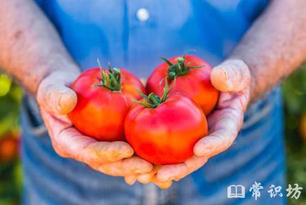 tomato是什么意思?