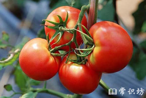 tomatoʲô˼