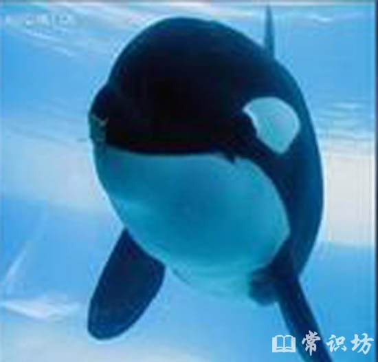 ʮ