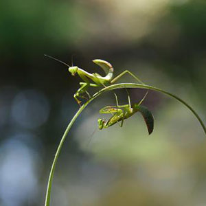 ദ˼