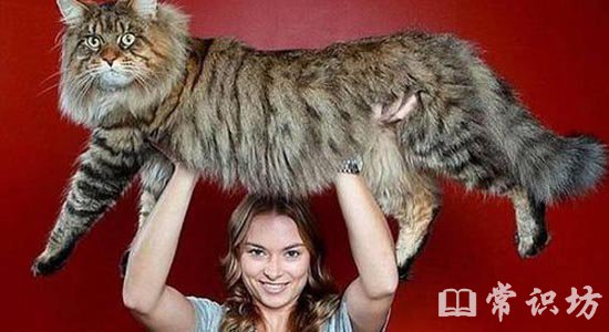 世界上最大的猫