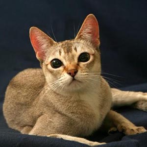 <b>Сè</b>