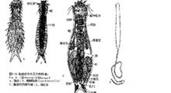 最小的生物