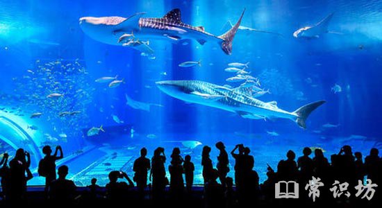 世界上最大的水族馆