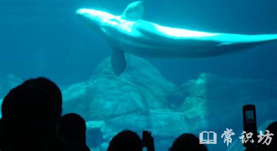 世界上最大的水族馆